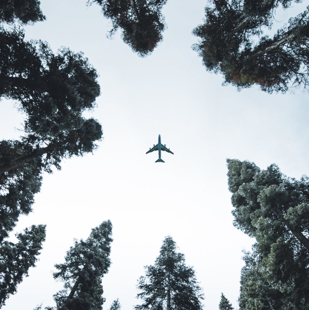 Plane Flying Above Trees