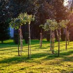 Sunlight filtering through young trees