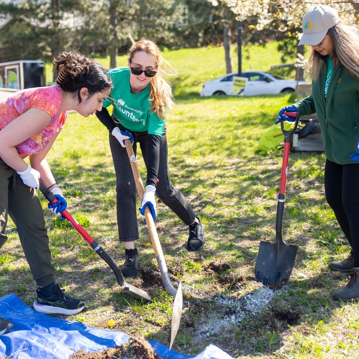 Three people digging a hole for a tree