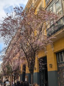 A blooming tree on a block in Spain