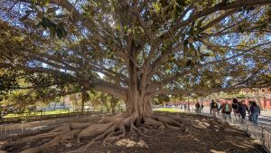 Trunk and branches of a big, old tree in Spain
