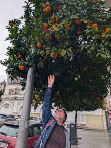 Man reaching up into an orange tree in Seville Spain