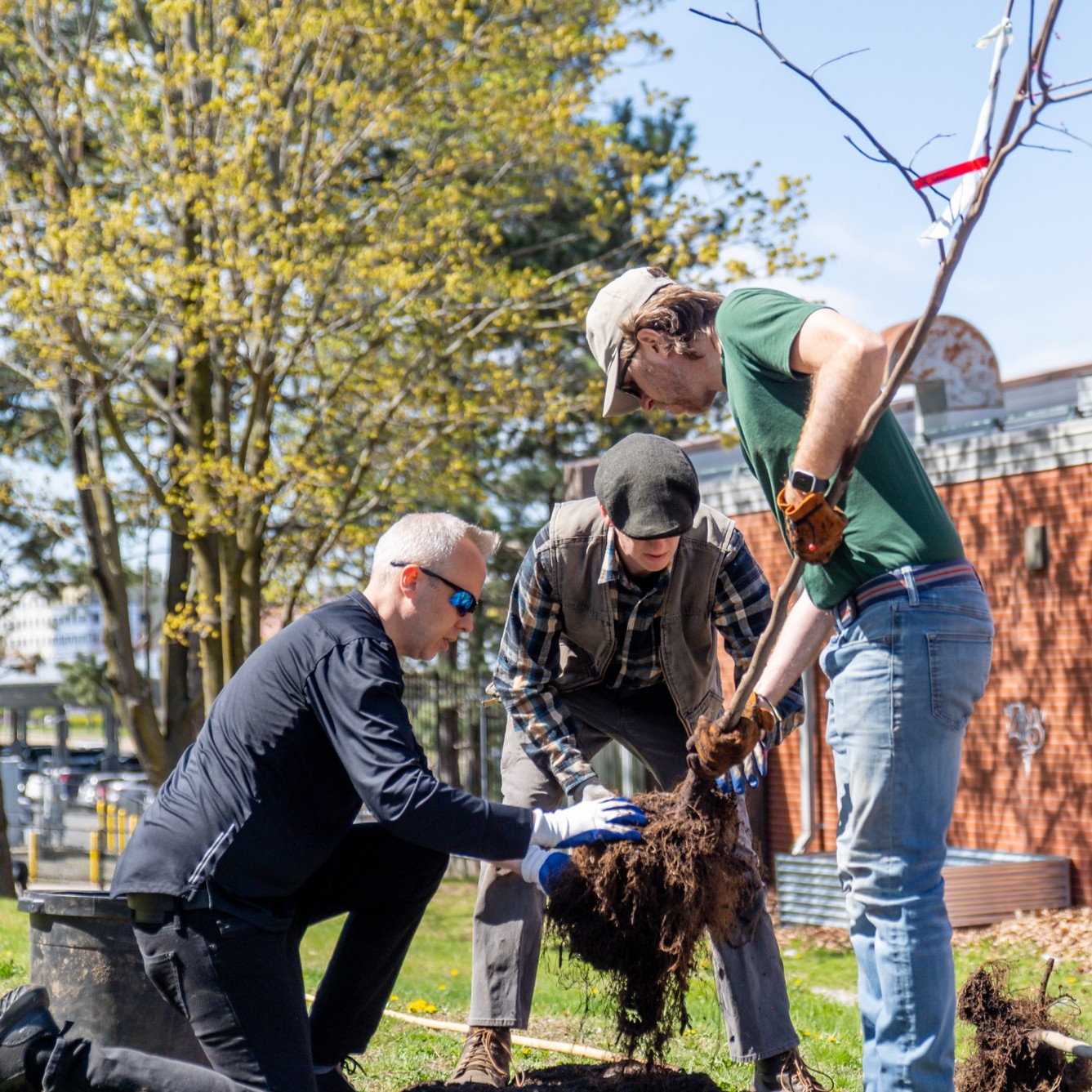 three people planting a large tree